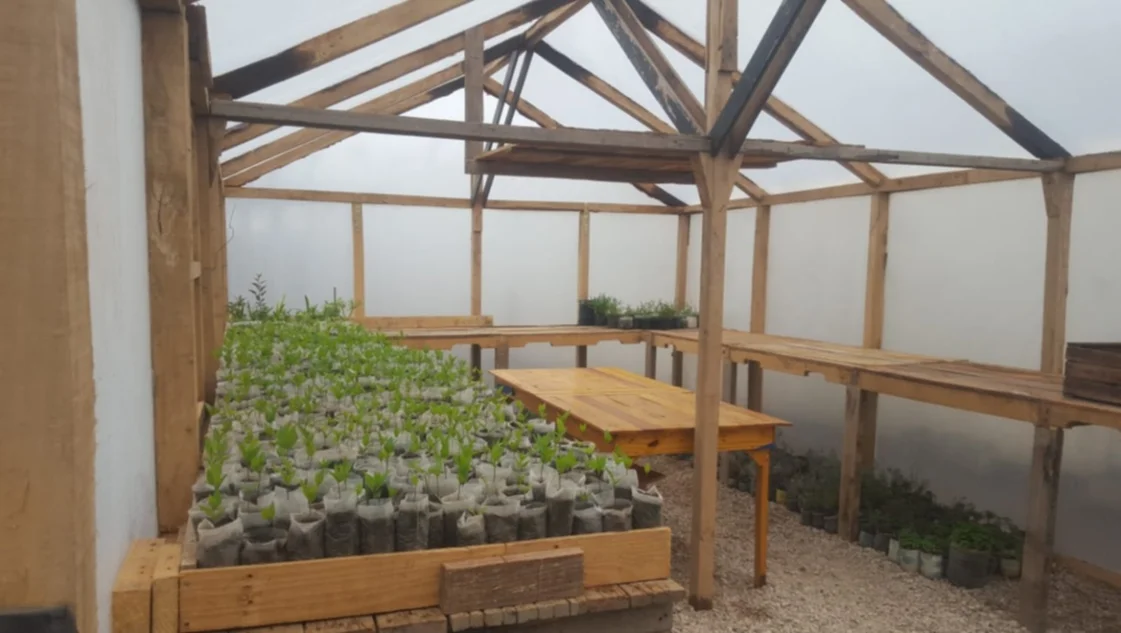 En la cárcel de Saavedra cultivan árboles para plantar en espacios públicos En la cárcel de Saavedra cultivan árboles para plantar en espacios públicos