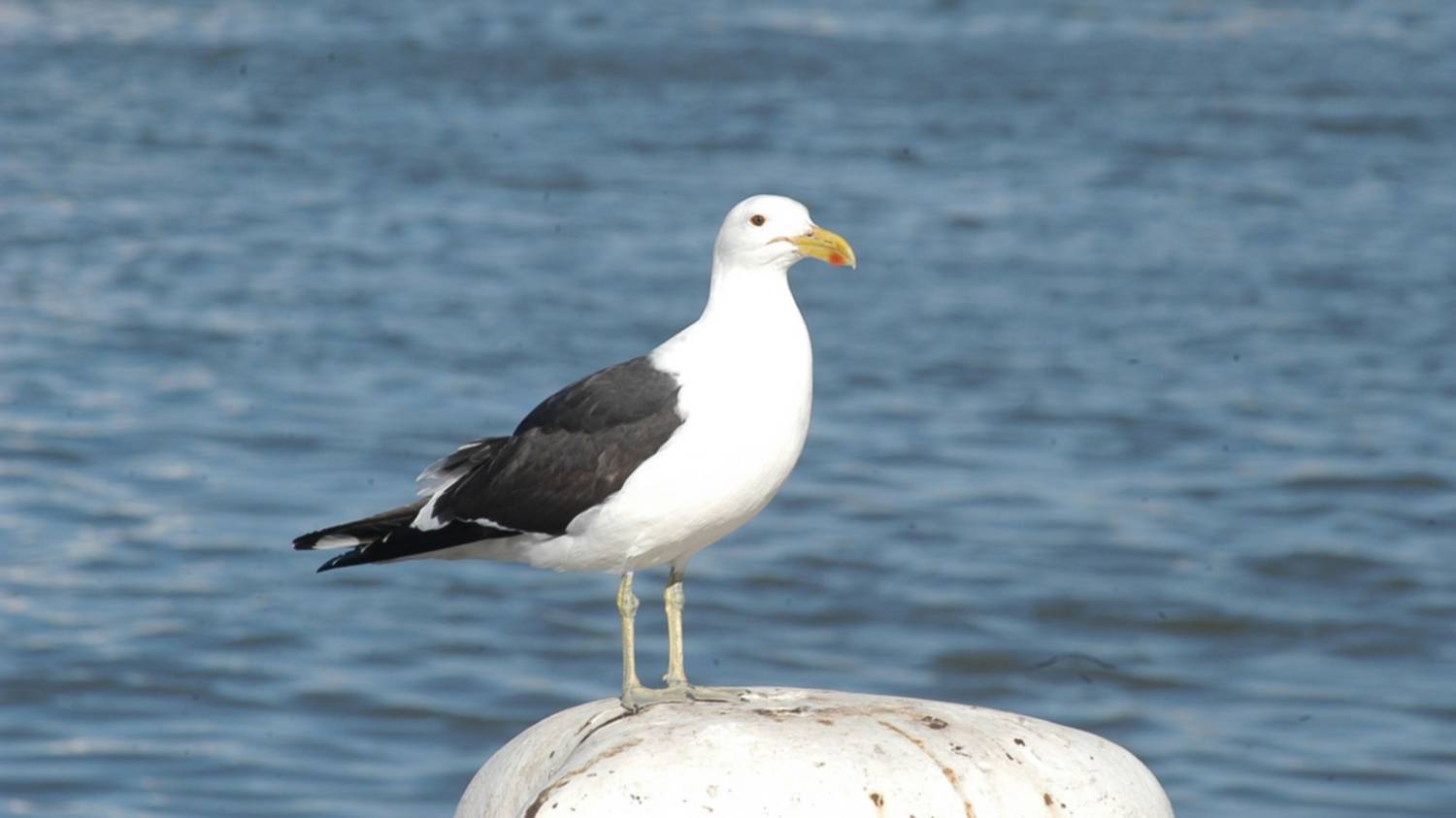 En el Día Mundial de las Aves, ¿cuáles son las más emblemáticas de Bahía?