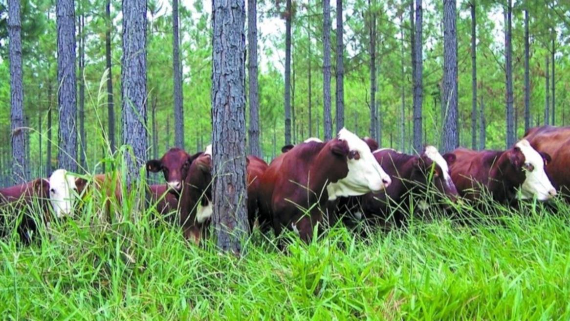 Mercados de carbono en la Argentina: una herramienta para dar un salto de calidad