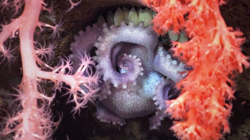 Hallazgo: revelan 57 nuevas especies marinas tras la expedición en los cañones submarinos de Argentina