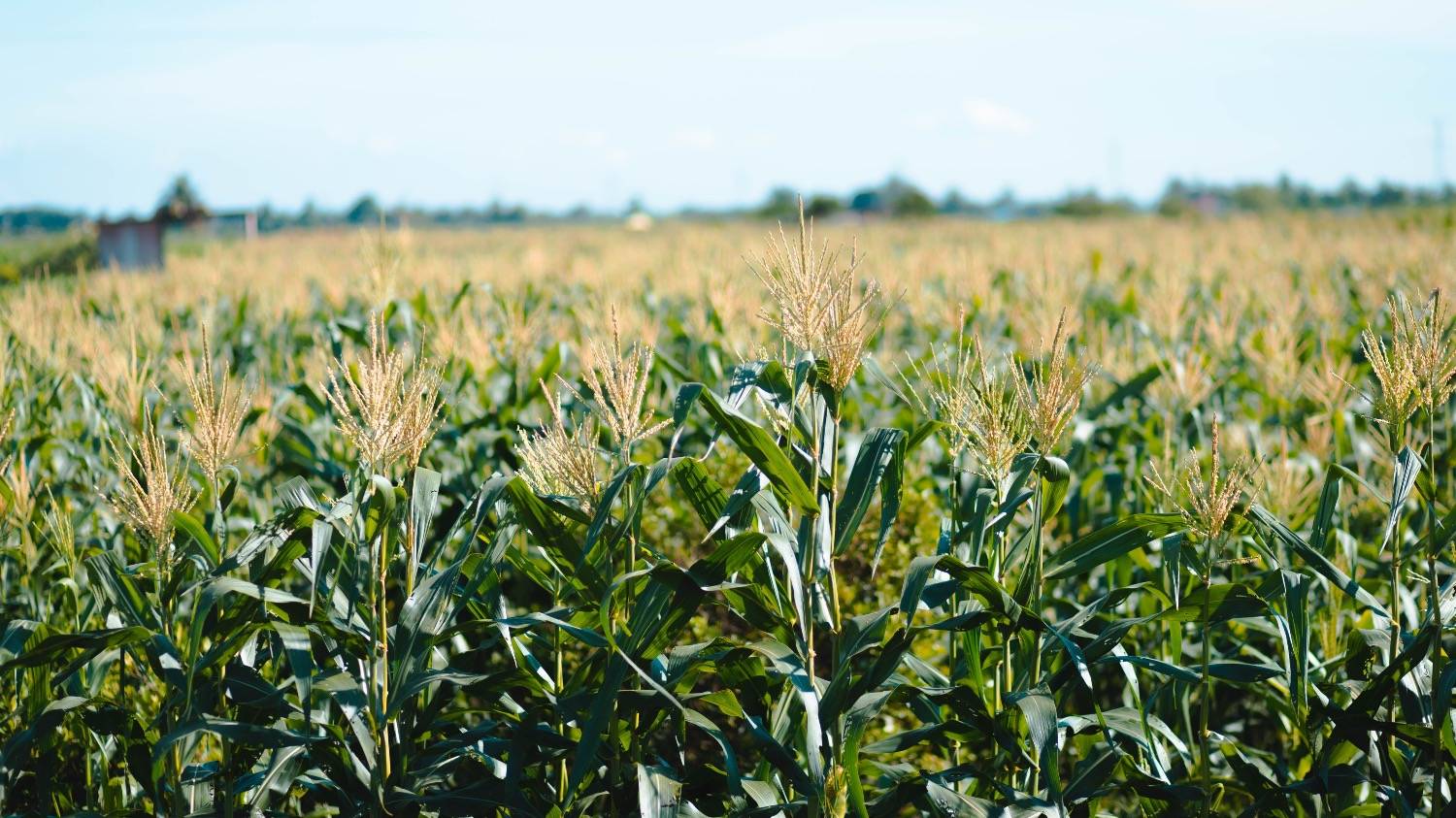 Profertil pone el foco en la nutrición del maíz ante una campaña que proyecta 66 millones de toneladas