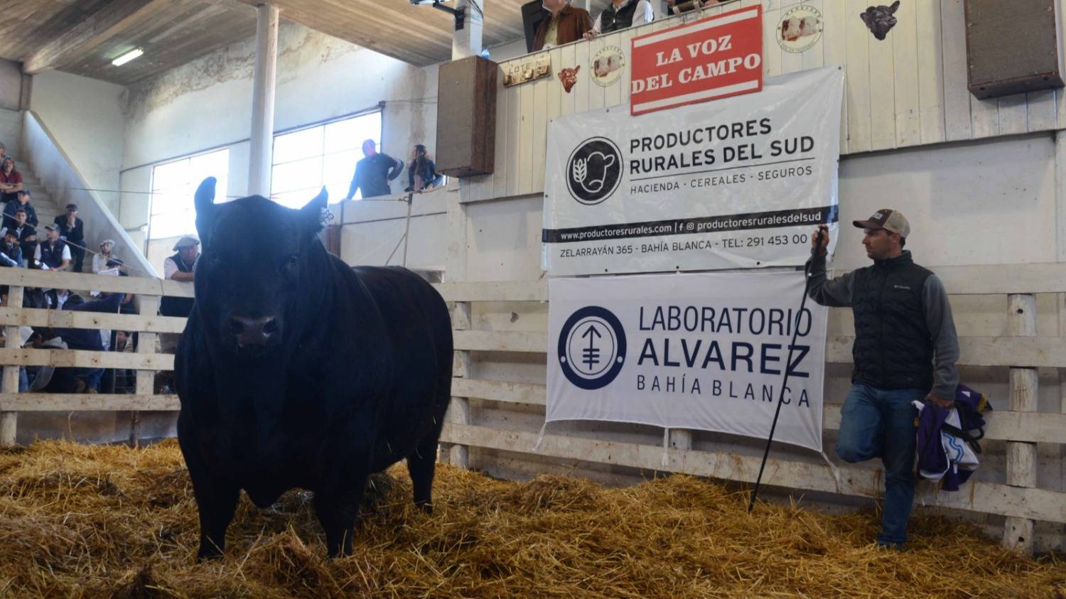 Bordeu 2026: el mayor interés por el Reservado Gran Campeón llegó hasta los $ 42 M