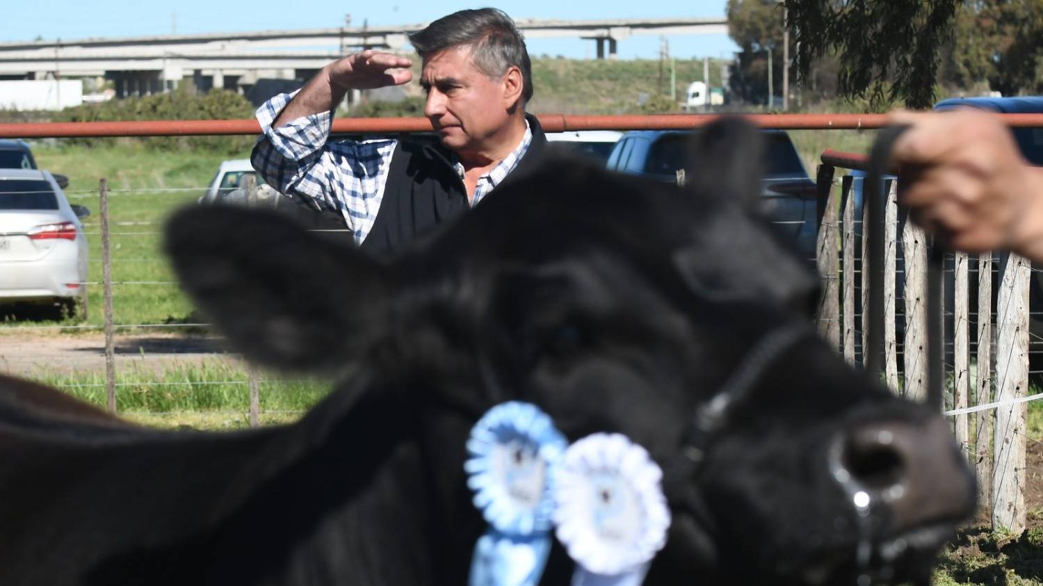 ¿Más terneros o más vacas? un debate que va camino a zanjarse