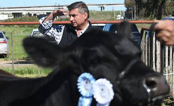 ¿Más terneros o más vacas? un debate que va camino a zanjarse