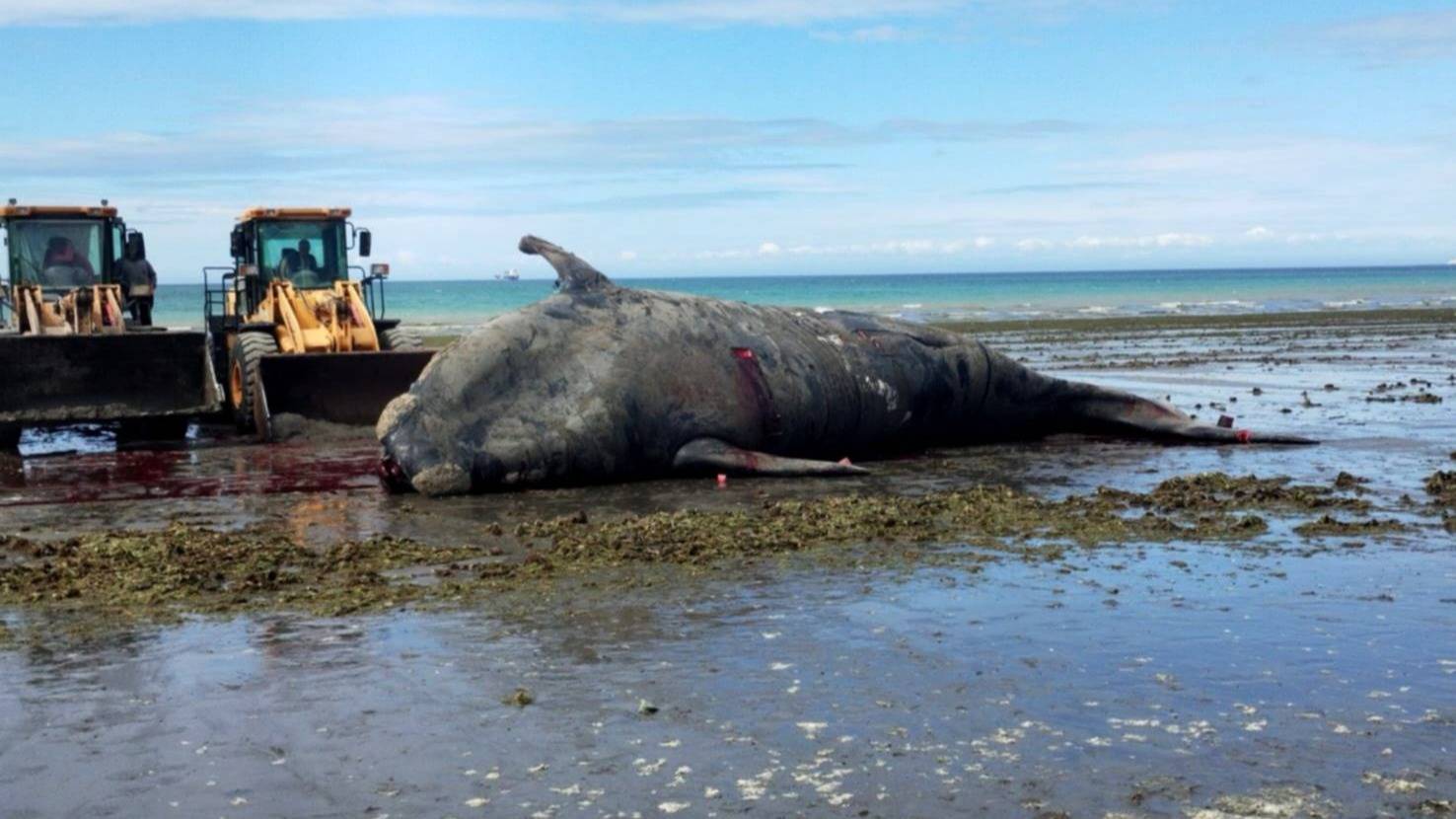 Alarma en Puerto Madryn: encontraron cinco ballenas muertas en menos de 48 horas