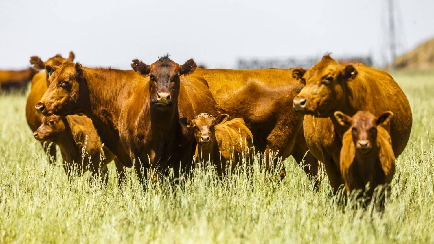 ¿Con menos rodeos se puede contrarrestar el calentamiento global?