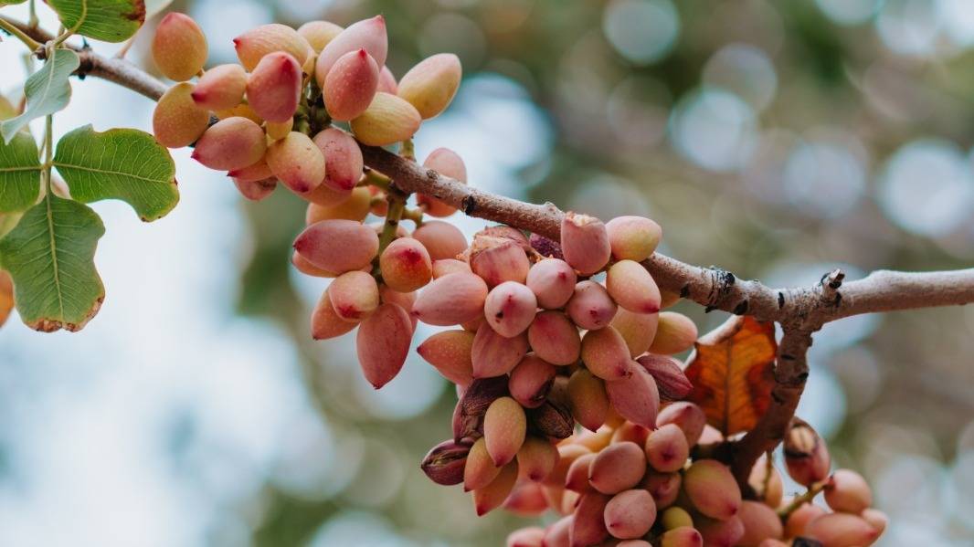Pistacho: ¿cuáles son las posibilidades de desarrollo en el sudoeste bonaerense?