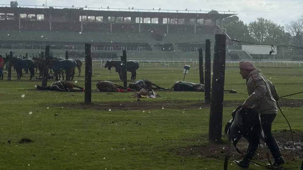 Tragedia en el Jockey Club de San Isidro: un rayo mató a cuatro caballos de polo durante una práctica