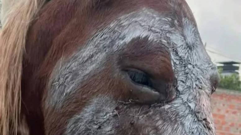 Salvajismo en Dorrego: cómo evoluciona la salud de la yegua "Gorda"