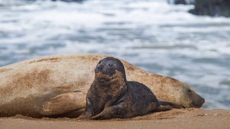 Nació un elefante marino en Mar del Plata después de 30 años y sorprendió a los turistas