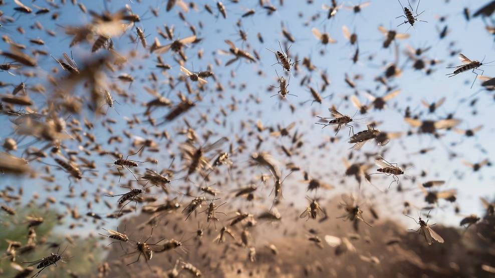 Super Niño: aseguran que Bahía Blanca y la zona tendrán un verano cargado de mosquitos