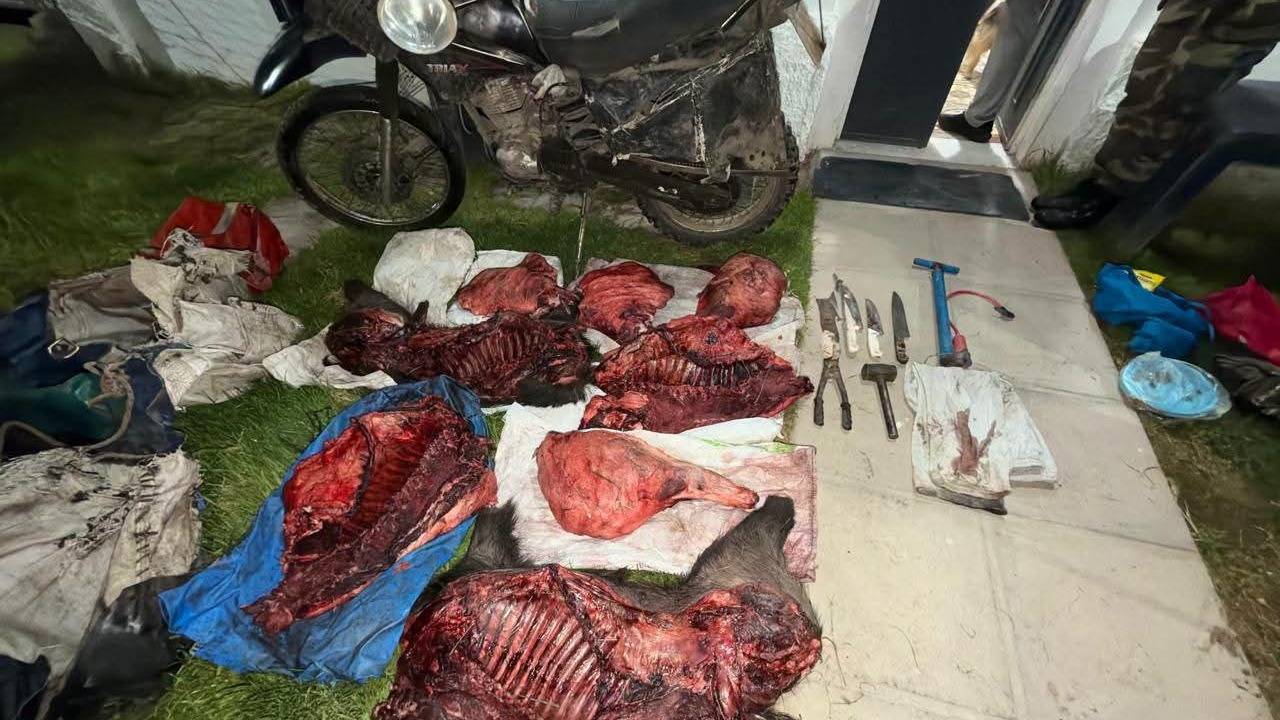 Carnearon un jabalí pero tuvieron que abandonar "el botín" en la fuga