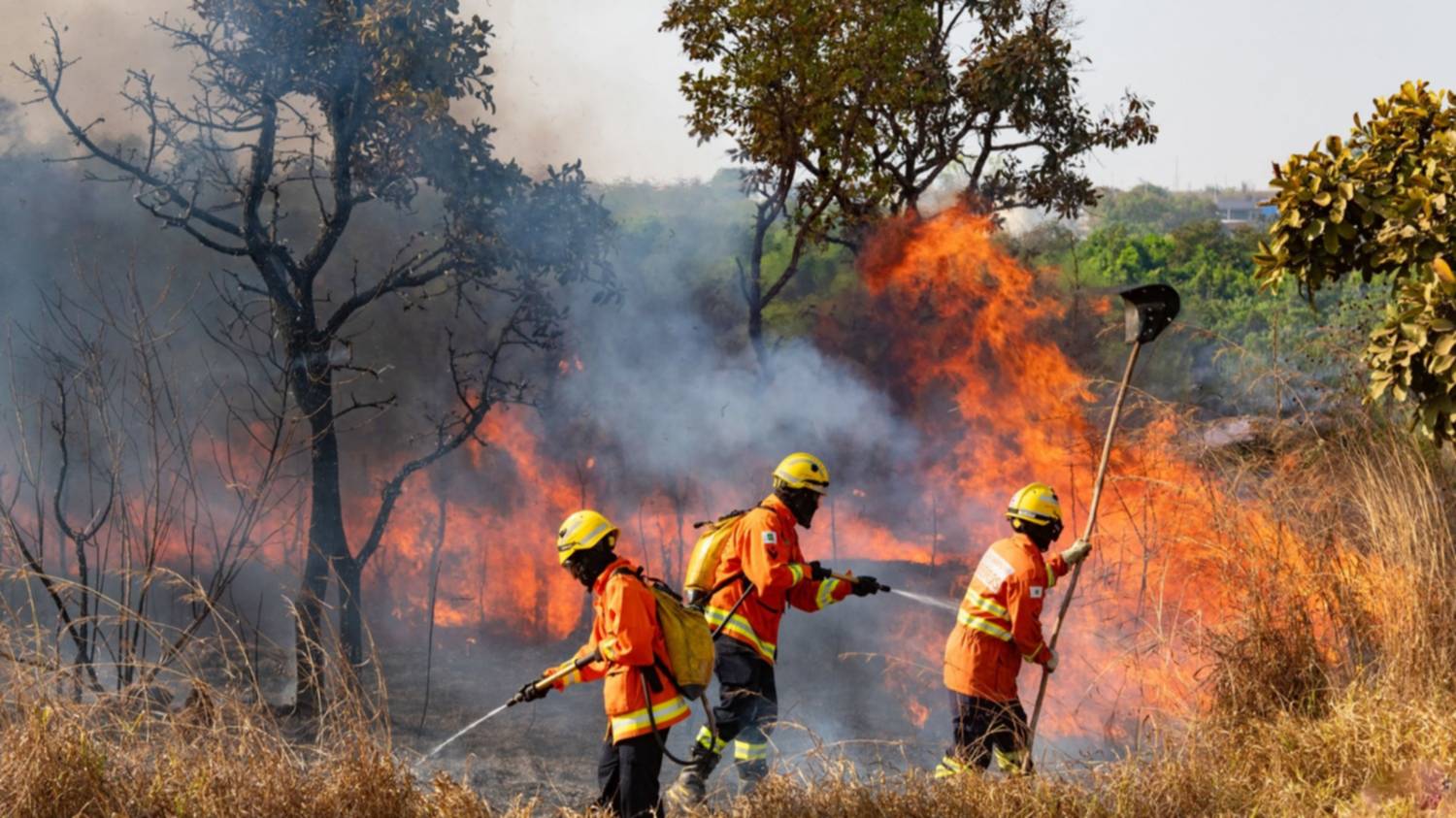 Incendios forestales en Argentina: un llamado a la acción urgente