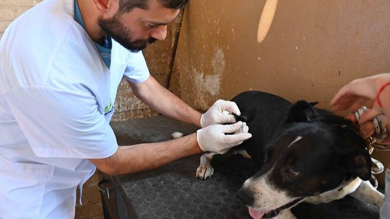 Veterinaria y Zoonosis: días y horarios de atención en la primera semana de diciembre