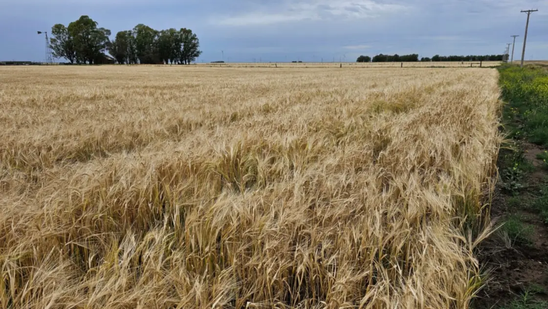 Retenciones: la mayor extracción afecta a las regiones menos productivas