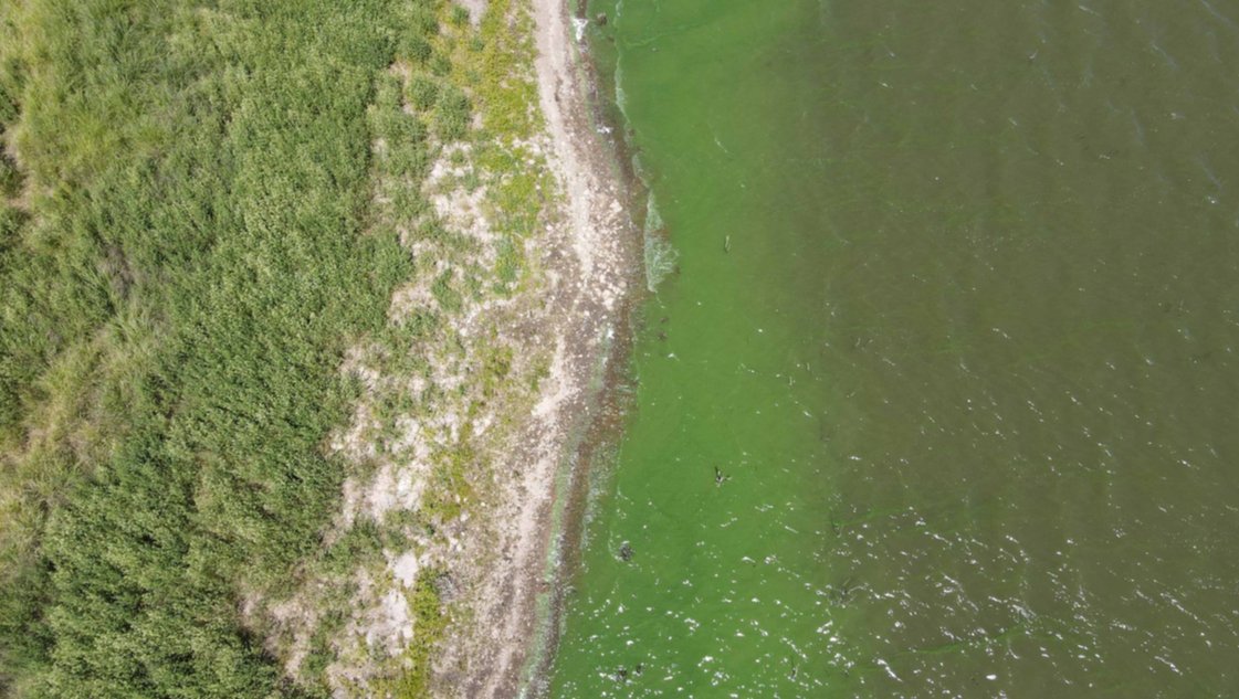 Otra vez algas: ABSA advirtió por faltante de agua en Bahía Blanca y Punta Alta