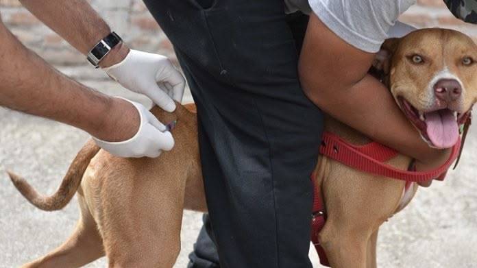 Atención veterinaria municipal y gratuita del 9 al 12 de diciembre