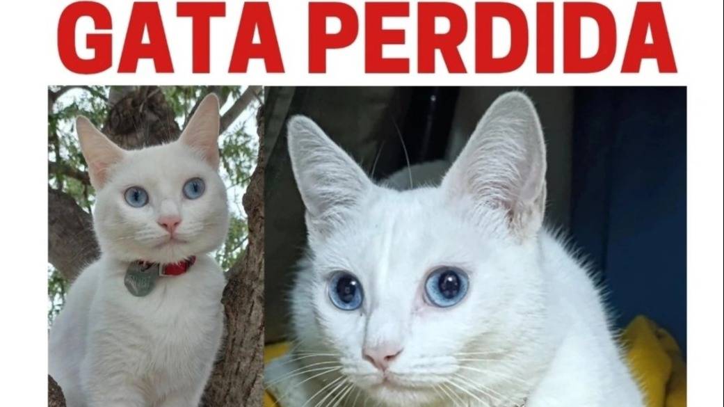 Sin límites: advierten sobre estafas a personas que buscan mascotas perdidas 