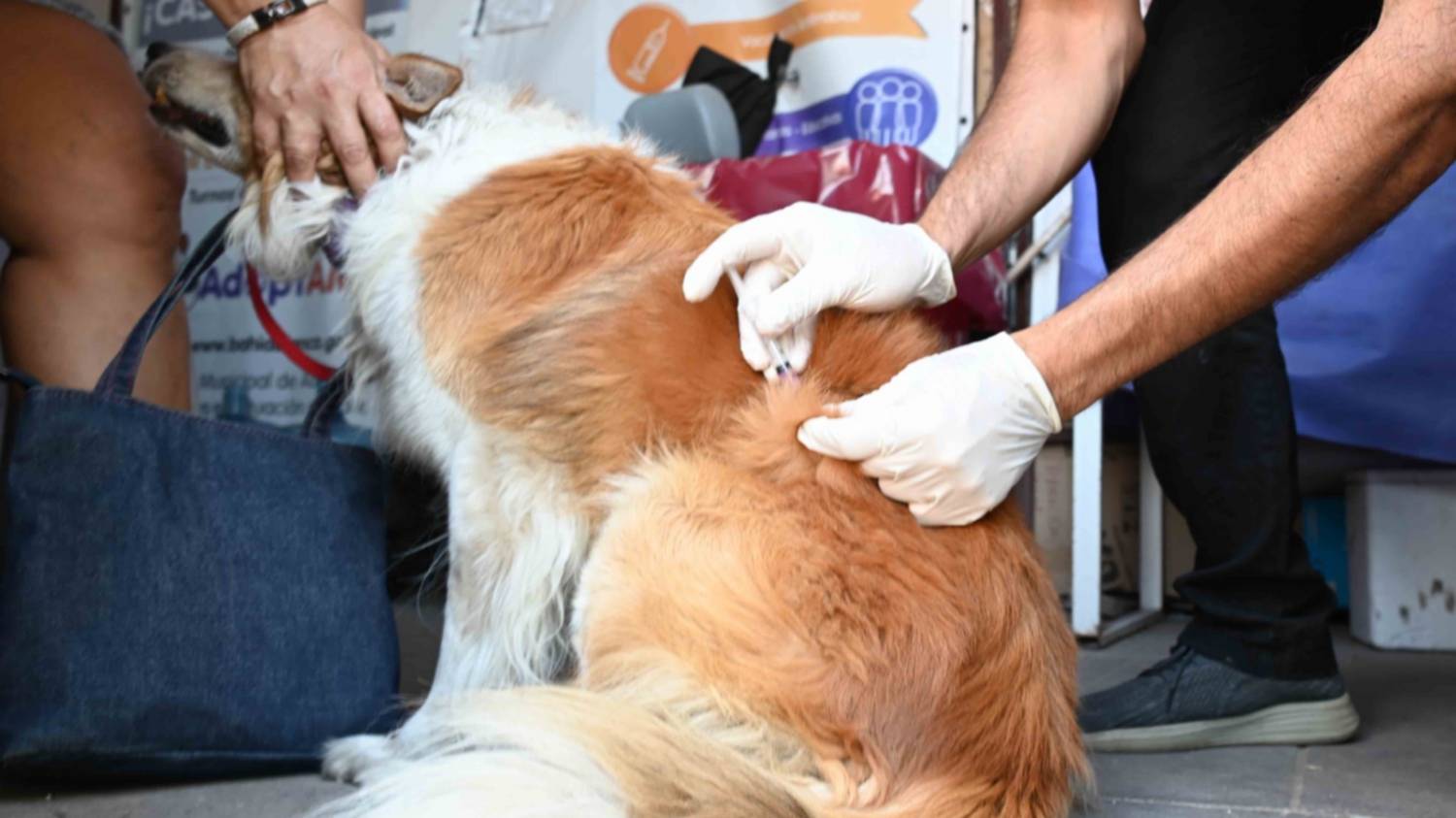 Atención veterinaria municipal y gratuita: dónde, cuándo y cómo acceder
