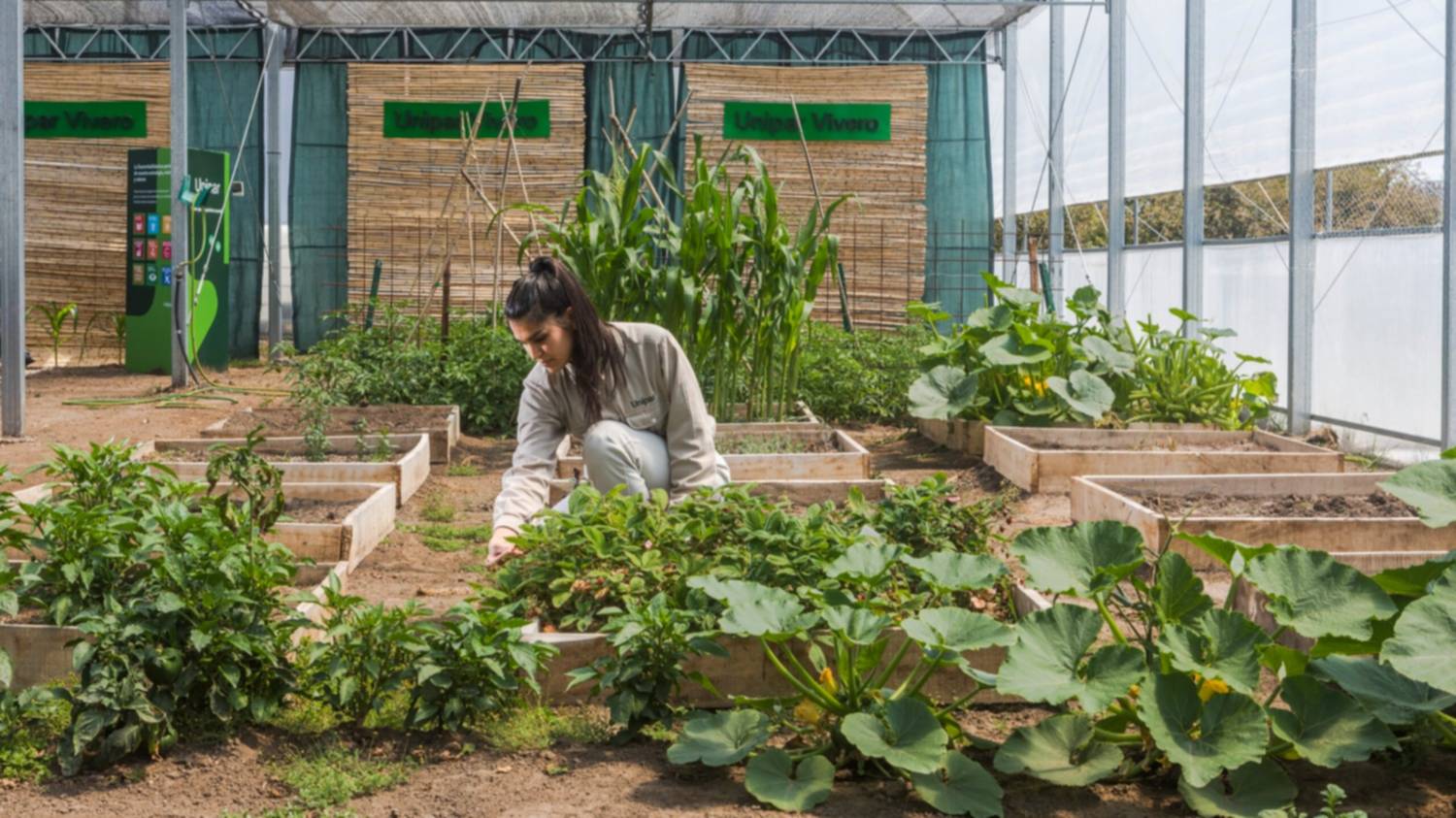 Premian un plan de reforestación que cambiará el paisaje urbano