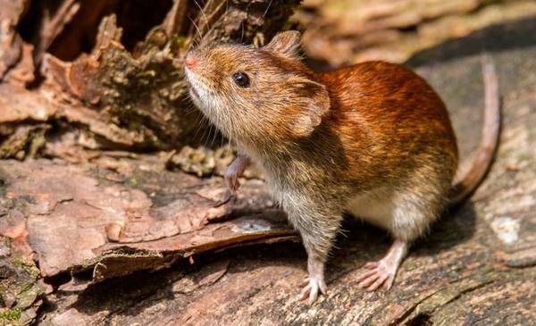 Recommandations pour prévenir l’hantavirus face à l’augmentation des cas dans le pays