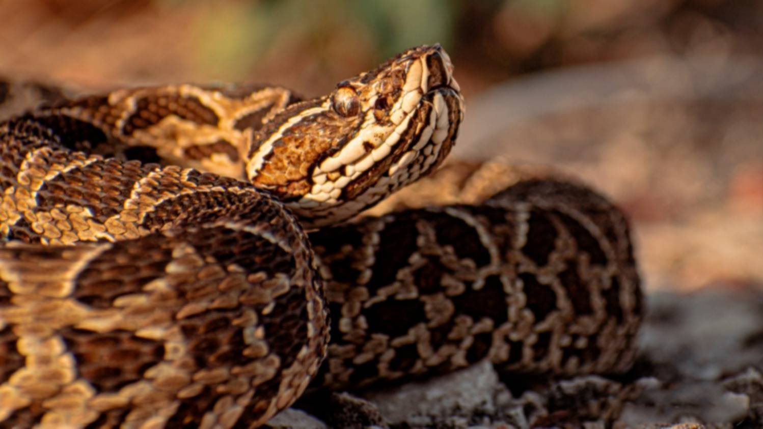 Por los incendios, un municipio de la zona emitió un alerta ante la presencia de serpientes