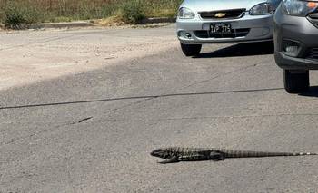 Los lagartos en su máxima potencia